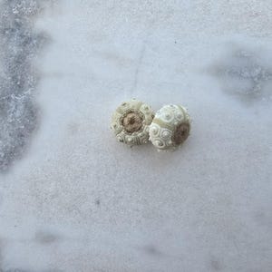 Può includere: Due piccoli gusci di riccio di mare color bianco sporco con intricati motivi circolari e radiali sulle superfici. Questi gusci sferici calcificati presentano un esterno strutturato con un'apertura centrale, mostrando dettagli naturali e simmetrici.