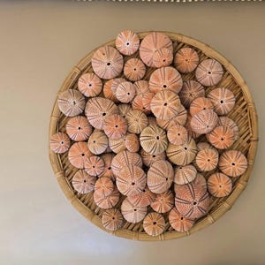 Peut inclure: Une collection de nombreux oursins orange clair et beige, chacun présentant un trou central et des motifs radiaux, disposés de manière dense dans un plateau rond en bambou tressé avec une base à lattes et un bord circulaire.