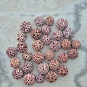 May include: A collection of small, round sea urchin shells in shades of light pink, tan, and pale purple. Each shell features a distinct radial pattern of fine, textured lines radiating from a small, circular opening located at the center.
