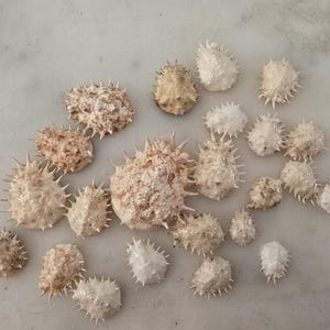 Könnte beinhalten: Eine Sammlung von dreiundzwanzig kleinen, stacheligen Muscheln in verschiedenen Schattierungen von Cremeweiß, Beige und Hellbraun. Jede Muschel hat eine strukturierte Oberfläche mit zahlreichen spitzen Dornen, locker verstreut angeordnet.