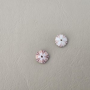 May include: Two small, round, white sea urchin tests with a delicate, star-like radial pattern in light brown. Each piece features a central circular hole, giving them the appearance of flat, textured beads with scalloped edges.