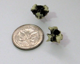 STEAMPUNK small resin possum vertebrae studs