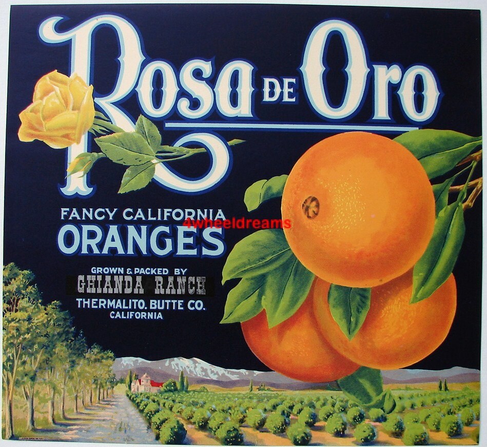 1930s Rosa De Oro Rose of Gold CA Citrus Oranges Ghianda Ranch