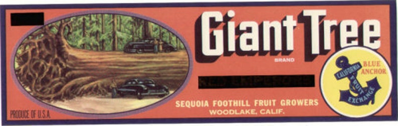 1950s Giant Sequoia Tree Redwoods Redwood Woodlake CA Ad Art image 1