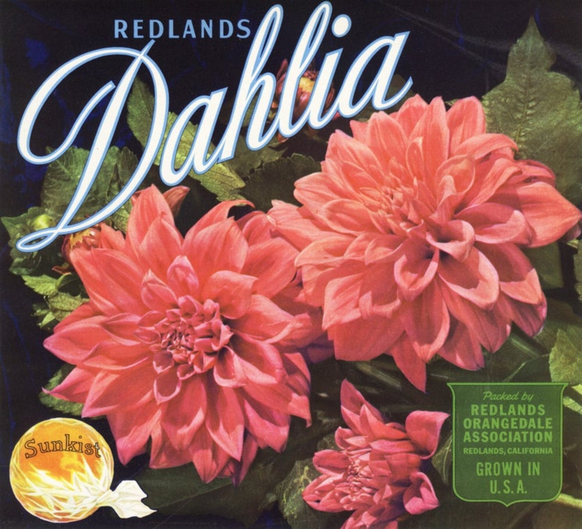 S. Sassa 【果実で木を知る】 lithograph50限定 1940s Dahlia Floral Redlands CA Sunkist Citrus Crate Label - Etsy