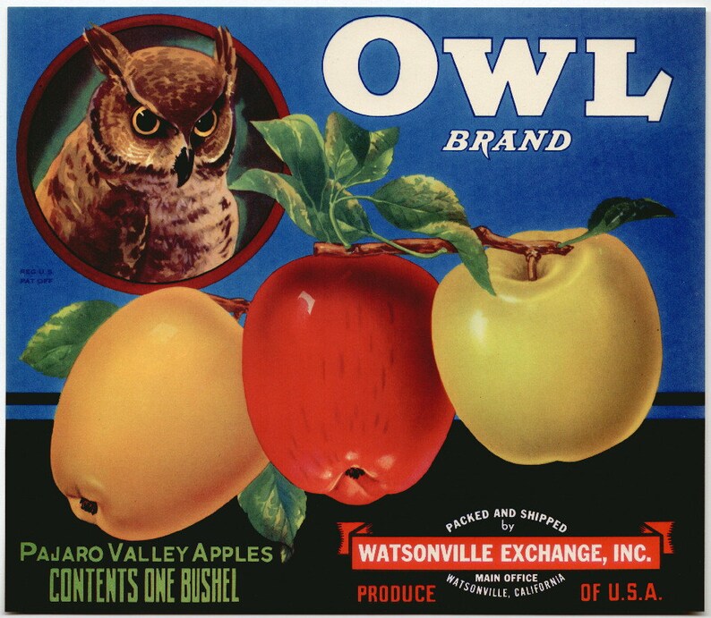 1940s Vintage Great Owl Night Bird Birds Apple Apples Crate Label image 1
