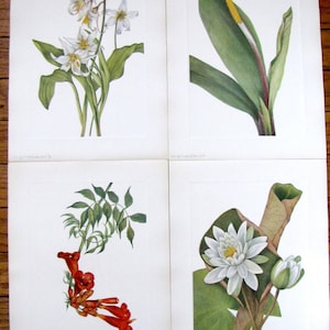 1925 Walcott Botanical Original Smithsonian Prints Avalance Lily Trumpet Creeper