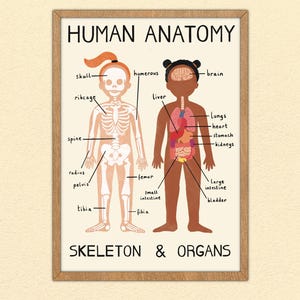 Stampa di anatomia umana