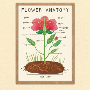 Stampa anatomia fiore