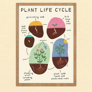 Stampa del ciclo di vita delle piante