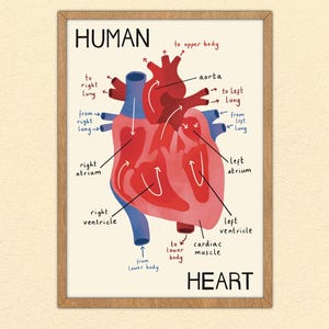 Stampa anatomia del cuore