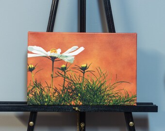 Sunning Daisy Canvas Stampa fotografica 12" x 15"