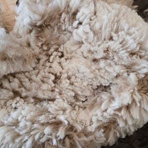 Op de afbeelding: Een ruwe, ongewassen schapenvacht met dikke, krullende lokken van gebroken witte en lichtbeige wol. De vezels zitten dicht op elkaar en vertonen natuurlijke variaties in textuur en kleur door de gehele geschoren vacht heen.