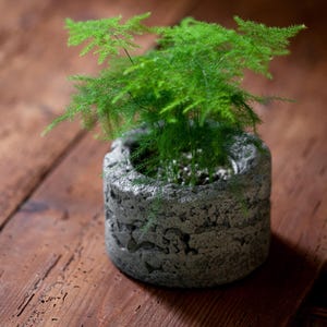 Pode incluir: Uma planta de aspargo-pluma de um verde vibrante num vaso cilíndrico de betão cinzento texturizado com uma superfície rugosa e porosa. A planta apresenta uma folhagem delicada em forma de agulha que se estende a partir do centro.