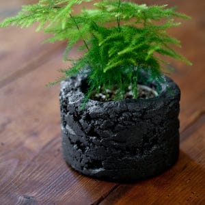 Puede incluir: Una maceta cilíndrica con una superficie exterior negra, rugosa y texturizada. La maceta contiene un helecho espárrago de color verde vibrante con un follaje delicado en forma de aguja que se extiende hacia arriba desde el centro.