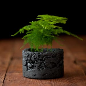 Op de afbeelding: Een levendige groene aspergevaren met delicaat, naaldachtig blad dat groeit uit een cilindervormige, donkergrijze betonnen plantenbak. De plantenbak heeft een ruw, poreus en getextureerd oppervlak met zichtbare, grillige details.