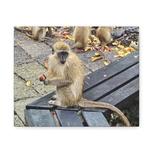 Monkey Canvas Wall Art, Fun Animal Home Decor, Nature Photography for Kids&#39; Rooms, Unique Gift, Pet Lovers, Jungle Vibes
