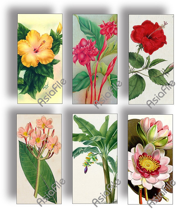 DIGITAL 1 X 2 Images Printable Hawaiian Flowers Vintage Hawaii Tropical Instant Download Scrapbook Collage Stationery Paper Crafts CS 536