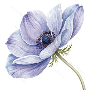 12 Indigo Anemone Clipart Set • Aquarell Blau Violette Blüten mit goldenen Akzenten • PNG/JPGs für elegante Drucke, Dekor & Branding