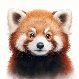 12 imágenes prediseñadas de acuarela de panda rojo • Ilustración realista de rostro de animal en cálidos tonos castaños • Arte infantil de bosque PNG/JPG y decoración digital
