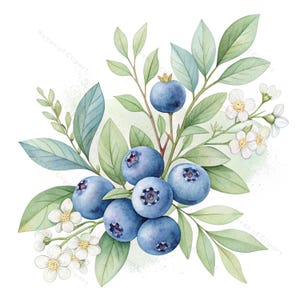 12 Blaubeerblüten Clipart • Aquarell Heidelbeeren mit Blüten und Blättern • PNG/JPGs für Marmelade Etiketten, Küche, Marmelade, Food Art Decor