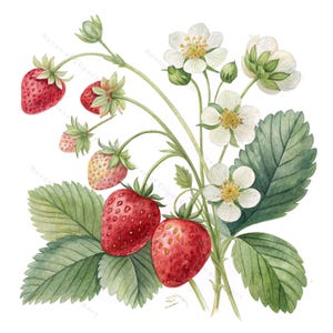 12 cliparts de jardin de fraises • Aquarelle de fraises, fleurs et feuilles mûres et non mûres • PNG/JPG pour le printemps, la ferme, la décoration d'étiquettes