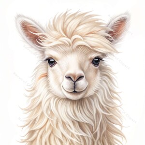 12 alpaca aquarel clipart • Zacht, winderig alpaca gezicht in zachte beige tinten • PNG/JPG Boho dierenkunst voor kinderkamer, decor en branding