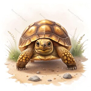 12 Schildkröten Aquarell Clipart Set • Realistische Schildkröte Illustrationen JPG/PNG • digitaler Download für Kunsthandwerk, Journals & Naturprojekte