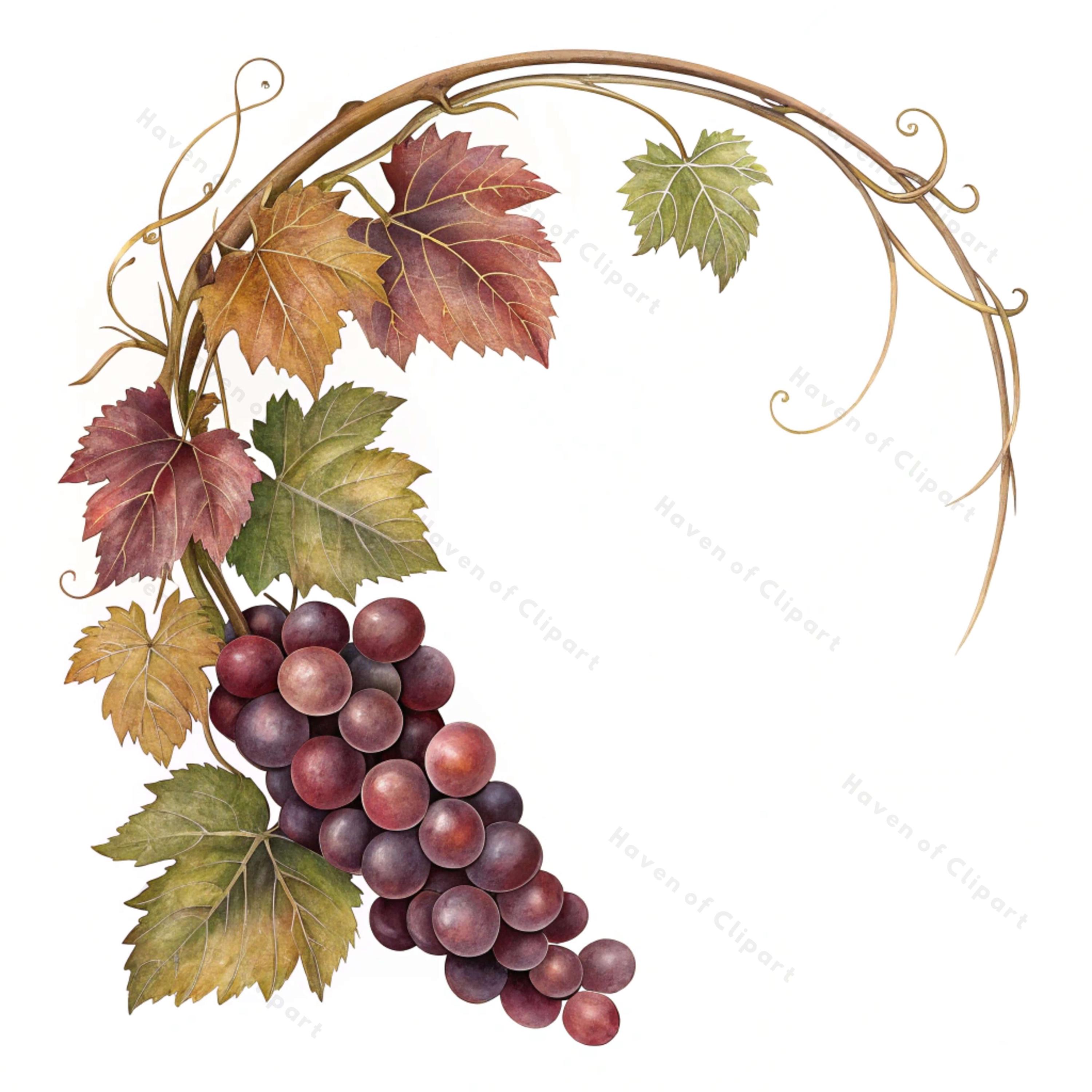 12 Grapevine Garland Clipart • Watercolor Purple Grapes, Leaves & Vines • PNG/JPGs for Vineyard Labels, Fall Decor, Kitchen Art