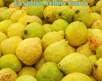 50 Egyptian Yellow Guava Seeds, Exotic Tropical Fruit Tree for Home Garden, Non GMO