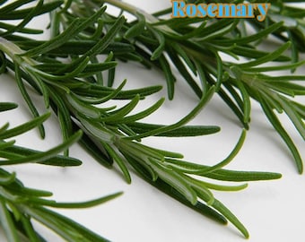 25 Rosemary Seeds, Aromatic Perennial Herb for Cooking & Tea, Heirloom Non-GMO