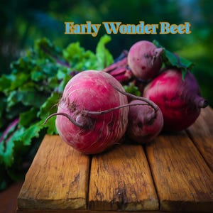 May include: Close-up of several Early Wonder beets on a wooden surface. The beets are a deep red color with some dirt still attached. Green leafy tops are visible in the background, with the text "Early Wonder Beet" in gold letters.