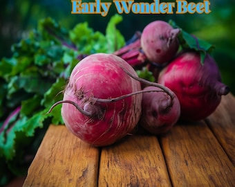 May include: Close-up of several Early Wonder beets on a wooden surface. The beets are a deep red color with some dirt still attached. Green leafy tops are visible in the background, with the text "Early Wonder Beet" in gold letters.