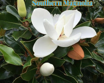 Southern Magnolia Tree Starter Plant, Fragrant White Blooms, Evergreen Flower, Easy to Grow