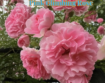 5 Pink Climbing Rose Cuttings – Heirloom Rose Bush, Live Starter Plants, Garden Flowering Vine