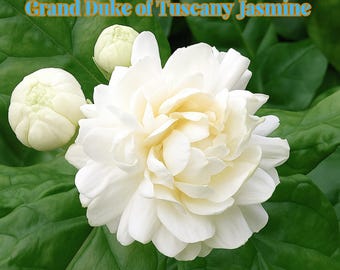 May include: Close-up of a white Grand Duke of Tuscany Jasmine flower in full bloom, with several buds. The flower has multiple layers of delicate petals. The background features large, green leaves. Text at the top reads "Grand Duke of Tuscany Jasmine."