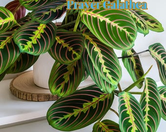 May include: A vibrant prayer plant, Maranta leuconeura, with large, oval leaves. The leaves are a deep green with a striking pattern of pink veins and lighter green accents. The plant is in a white pot, with the text "Prayer Galathea" in the image.