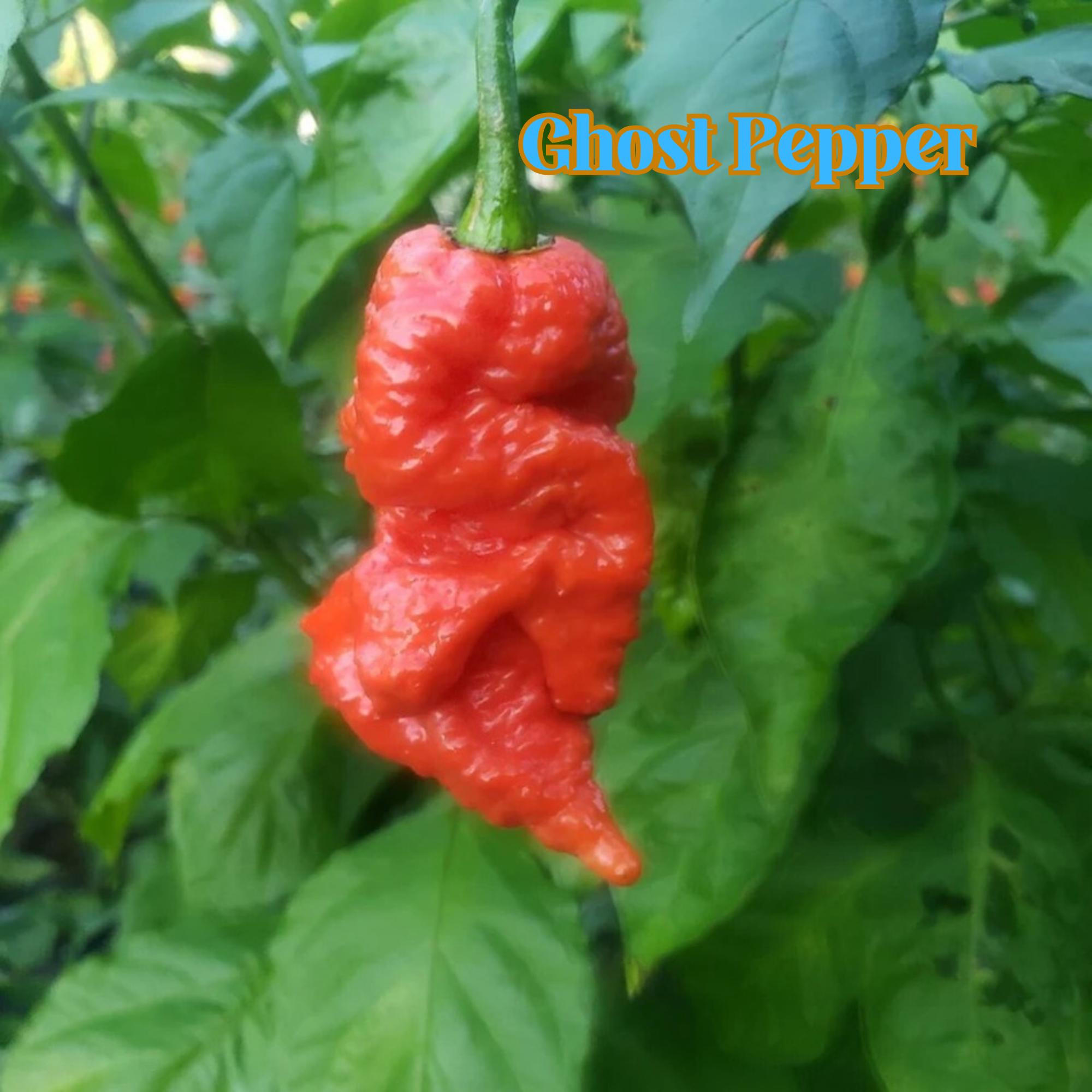 50 Ghost Pepper Seeds: Super Hot Bhut Jolokia - Heirloom Non-gmo - Etsy