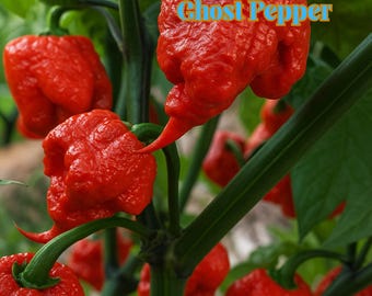 50 Ghost Pepper Seeds, Non GMO, Heirloom Chili, Super Hot Bhut Jolokia ...