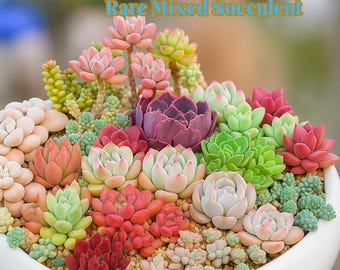 200 Rare Mixed Succulent Seeds, Colorful Variety for Indoor & Outdoor Garden, Easy to Grow