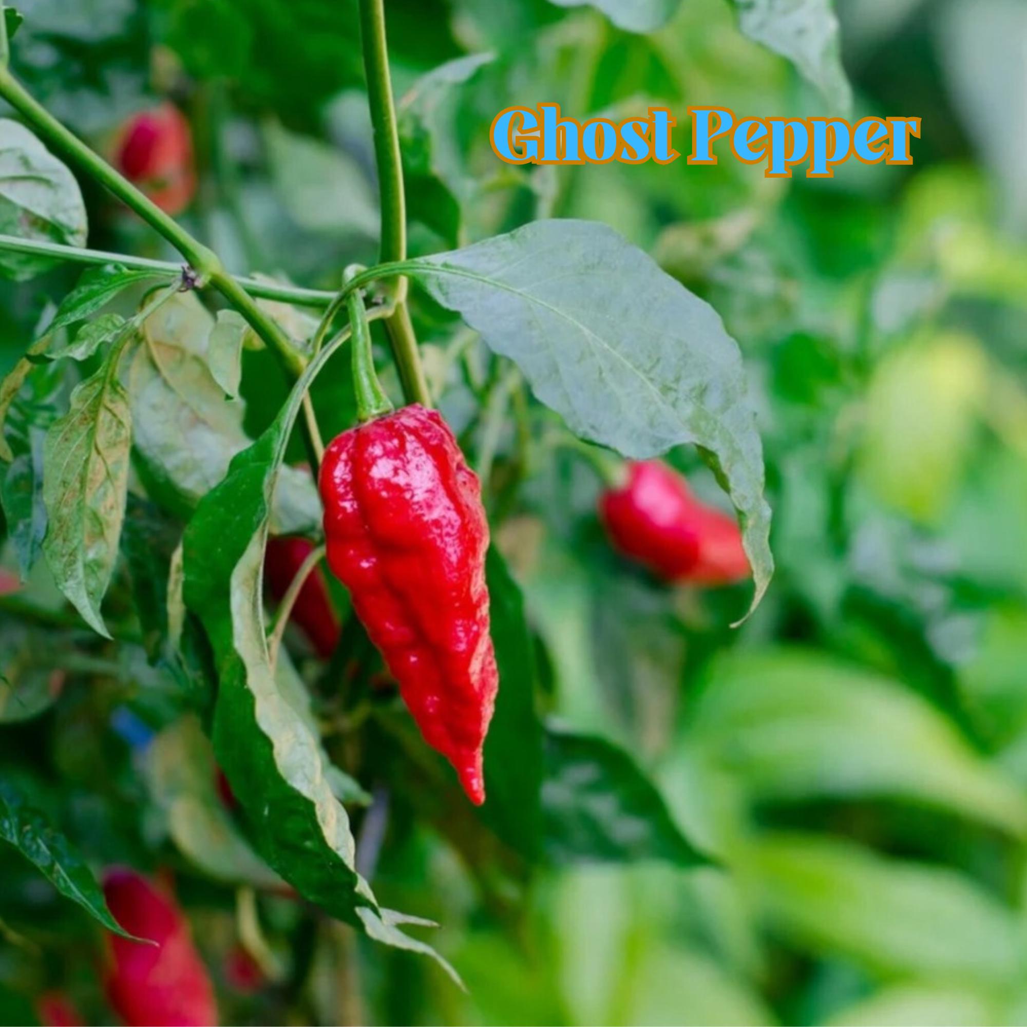 50 Ghost Pepper Seeds: Super Hot Bhut Jolokia - Heirloom Non-gmo - Etsy
