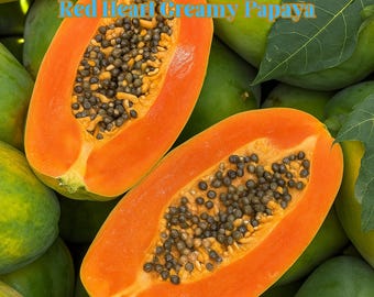 50 Red Heart Papaya Seeds:  Creamy Heirloom Tropical Fruit Seeds