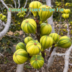 May include: Close-up of a fig tree branch laden with ripe Panache Tiger Stripe figs. The figs are a vibrant yellow with green stripes. The text "Panache Tiger Stripe Fig" is displayed at the top of the image.