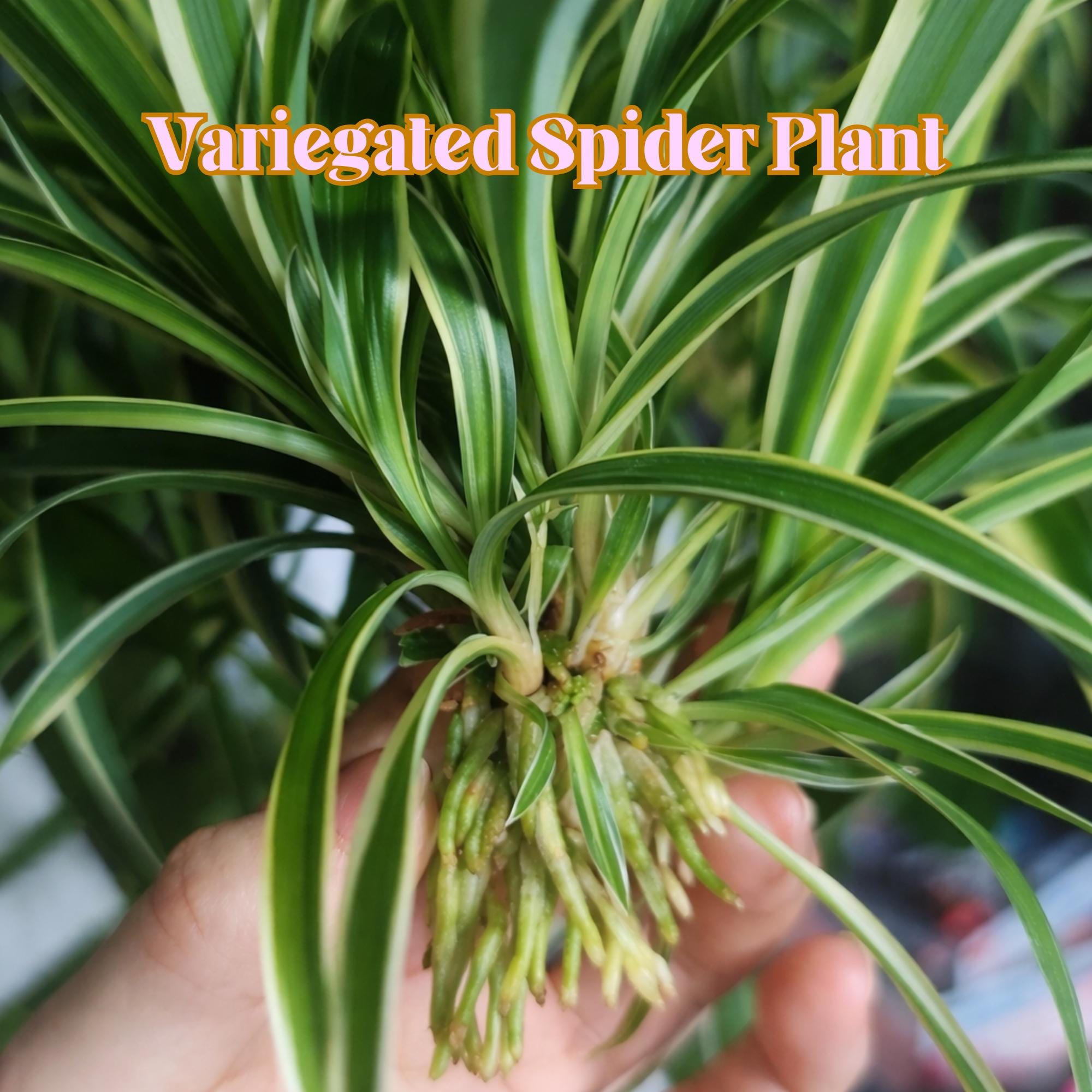Howtobasic Reverse Plant Tree 2 Pcs Reverse Variegated Spider Plant Cuttings, Air Purifying ...