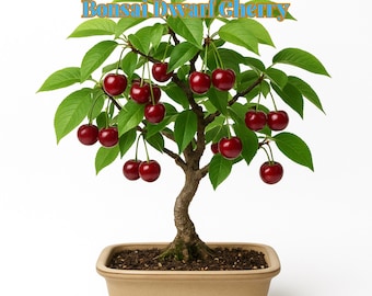 25 Bonsai Dwarf Cherry Tree Seeds | Mini Fruit Tree, Easy Care