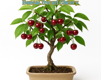 15 Rainier Cherry Seeds – Sweet, Rare, Non-GMO Heirloom Fruit Tree Seeds For Home Garden