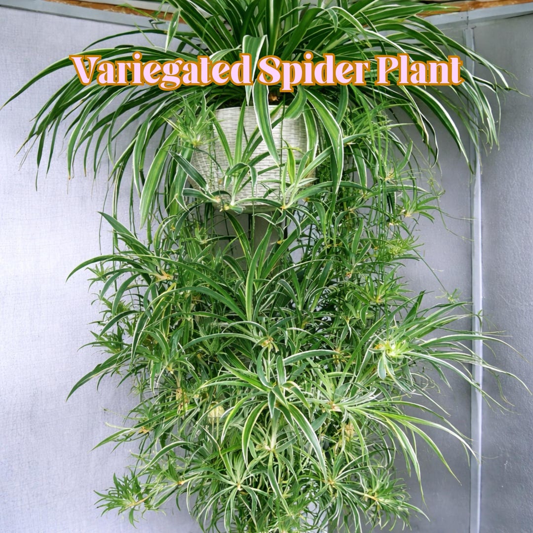 Howtobasic Reverse Plant Tree Reverse Variegated Spider Plant Cuttings (2 Pcs), Air Purifying ...