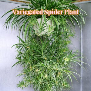 May include: A hanging variegated spider plant with long, green and white striped leaves. The plant is in a woven basket. The text "Variegated Spider Plant" is displayed above the plant.