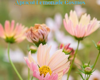 200 Apricot Lemonade Cosmos Seeds, Soft Yellow & Peach Blooms for Cottage Gardens