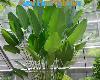 May include: A lush, vibrant green Cigar Plant Calathea, with large, elongated leaves. The plant's leaves are a bright, healthy green, and the stems are slender and upright. The text "Cigar Plant Calathea" is displayed at the top of the image.